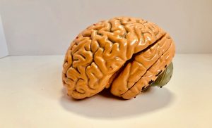 Puslespil til hjernen: Sådan kan denne aktivitet forbedre din kognitive funktion
